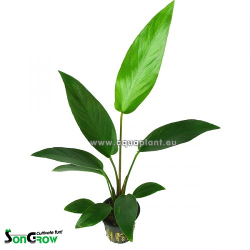 Anubias hastifolia in pot